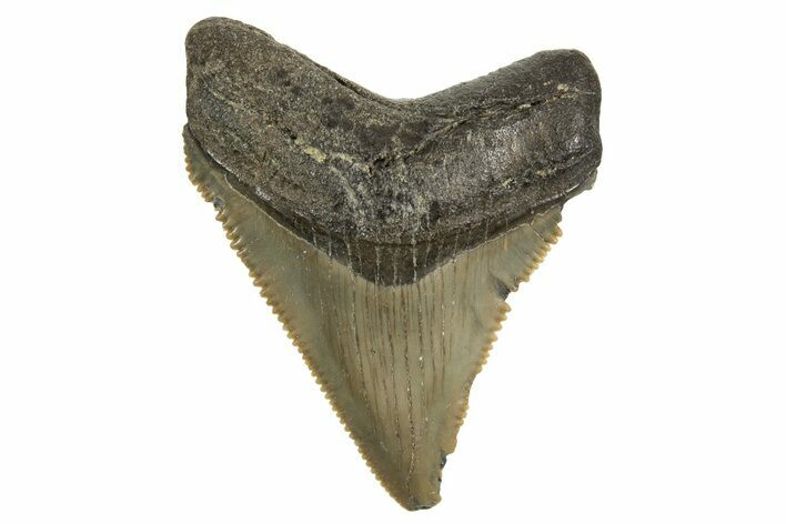Serrated, Juvenile Megalodon Tooth - South Carolina #340567